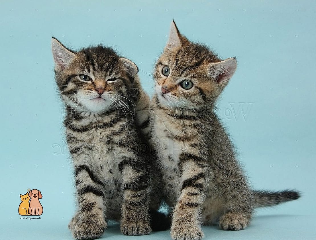 Tabbies Are Featured Heavily in Pet Product Design