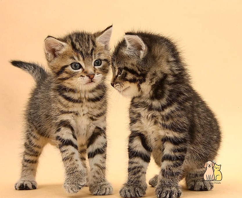Tabbies Come in Nearly Every Cat Breed