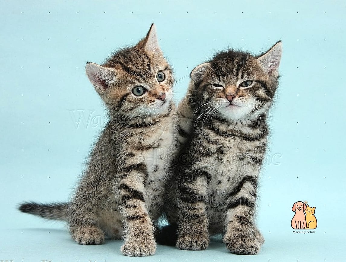 Tabbies Often Bond Strongly With One Person