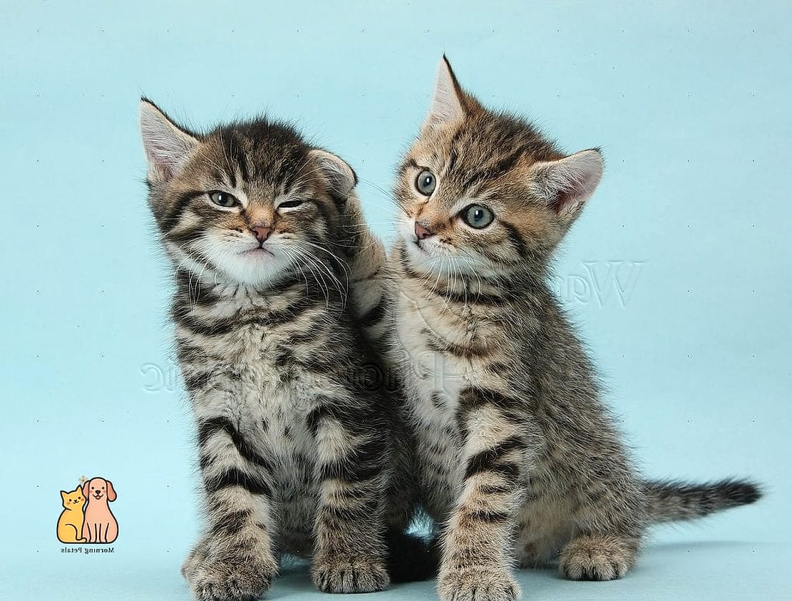 Tabbies Often Do Well With Kids