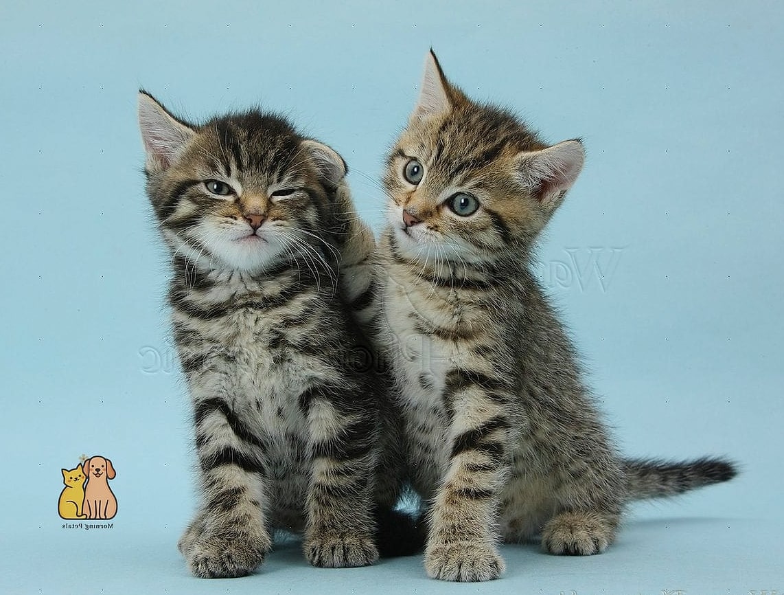 Tabbies Often Make Great First Cats for New Owners