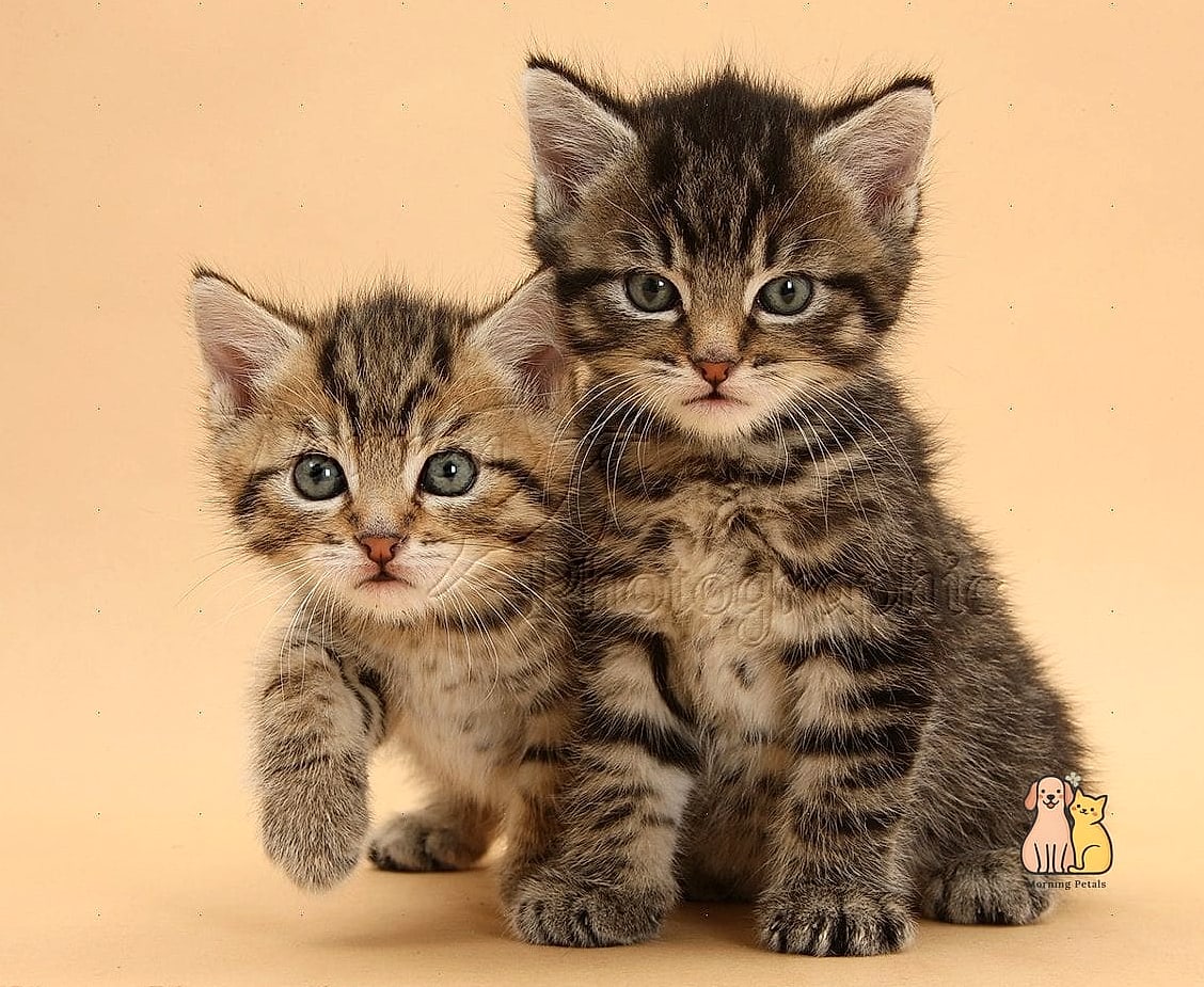 Tabby Cats Tend to Be Confident Explorers
