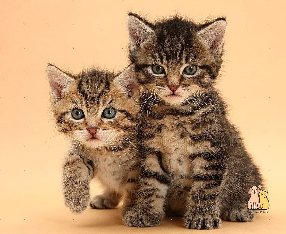 Tabby Isn't a Breed, It's a Pattern