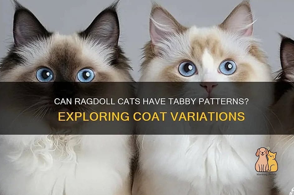Tabby Patterns Can Combine With Other Colors