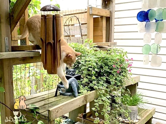 Tango the Catio Explorer