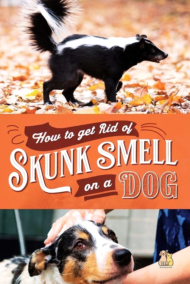 20 Stunning Skunk Smell Out Of Dog Guaranteed to Make You Smile 12 Teach Your Dog Safe Outdoor Habits