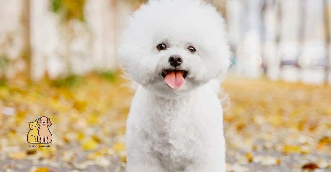 Teddy