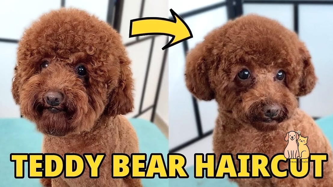 The Teddy Bear Toy Poodle Style