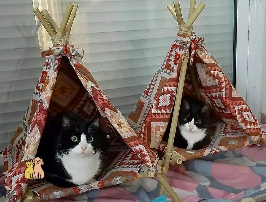 20 Brilliant Diy Cat Cave That Are Totally Worth It 16 Teepee Style Cat Tent
