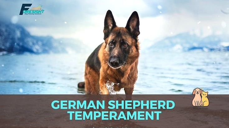 The German Shepherd Breed: That Will Change How You See Them 4 Temperament and Personality