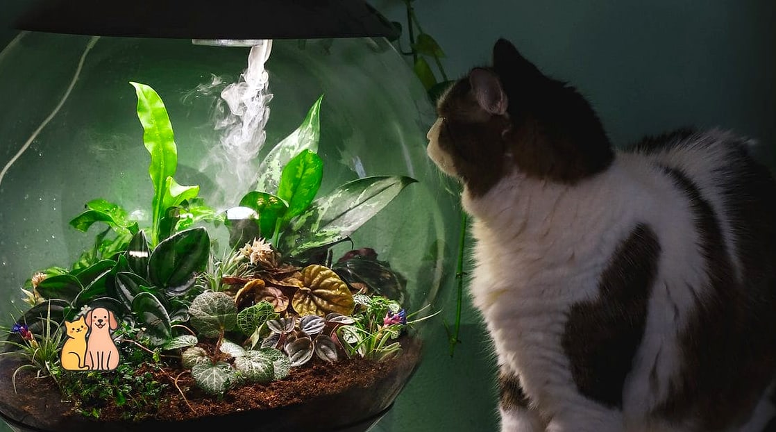 The Terrarium-Adjacent Catio Shelf