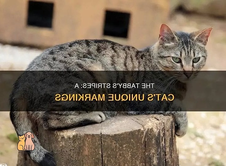Their Markings Can Help Identify Lost Cats