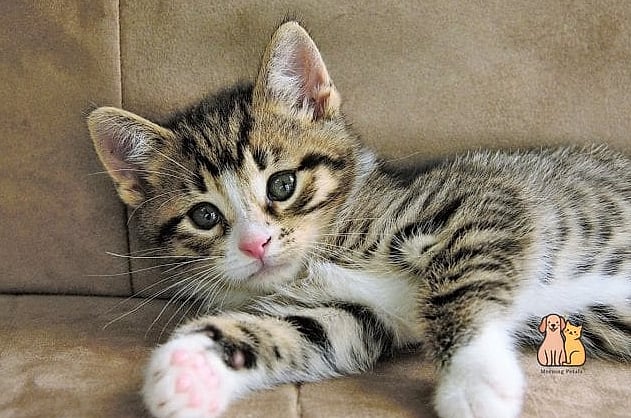 Their Personality Isn't Determined by Coat Color, But Owners Swear Otherwise