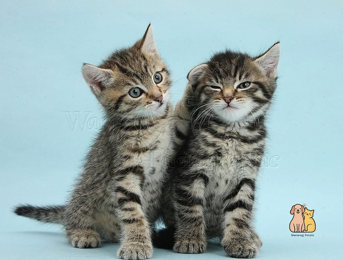 Their Stripes Can Be Asymmetrical