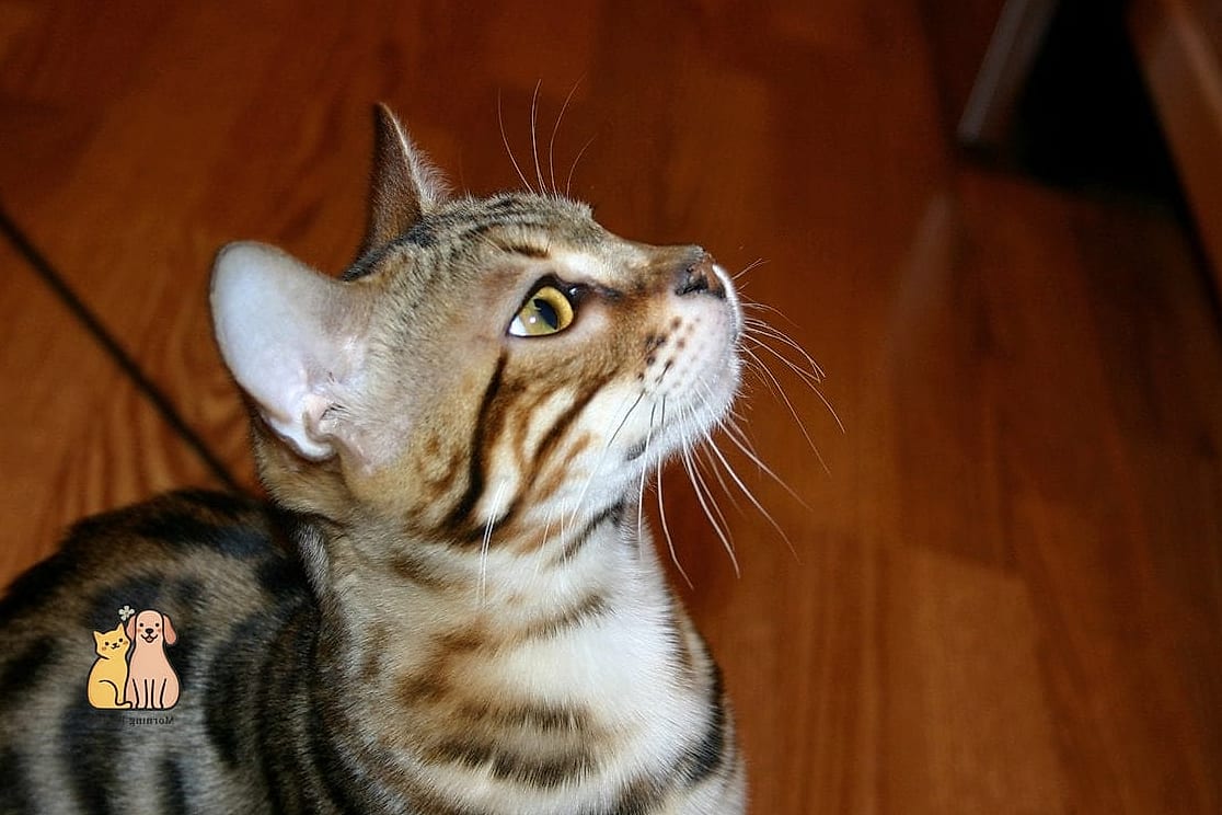 Their Whisker Pads Often Have Extra Markings