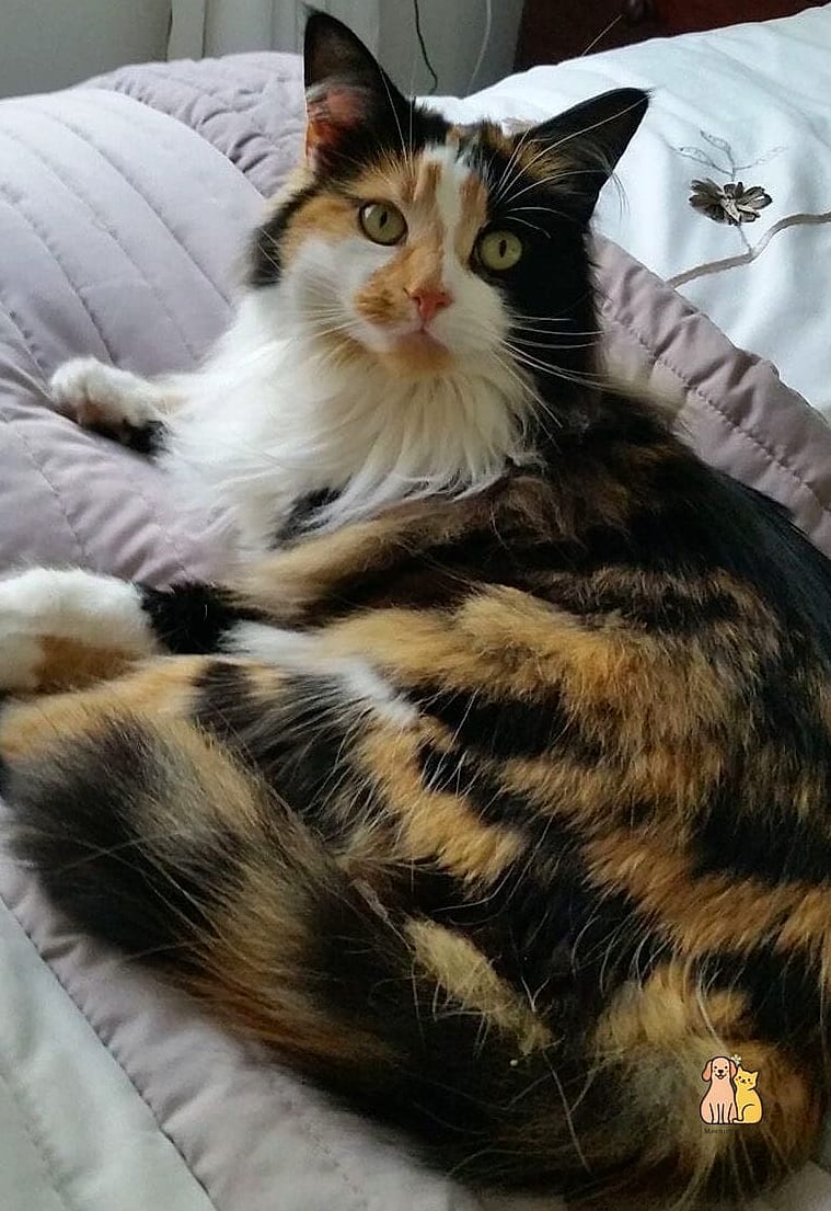 The Therapy Cat