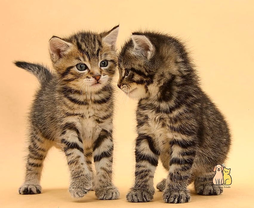 There Are Four Main Tabby Patterns