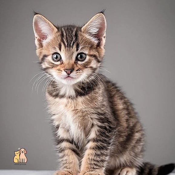 They're Common in Shelters, Which Means More Chances to Adopt