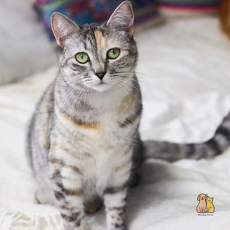 Ticked Tabbies Look a Bit Like Sand