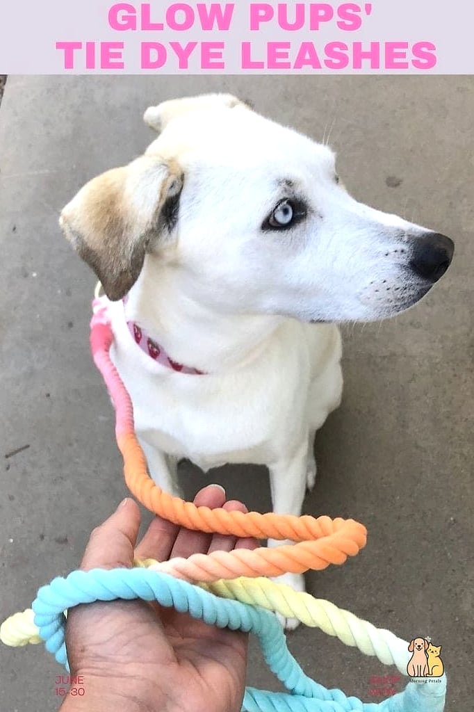 The Tie-Dye Leash for a Playful Statement