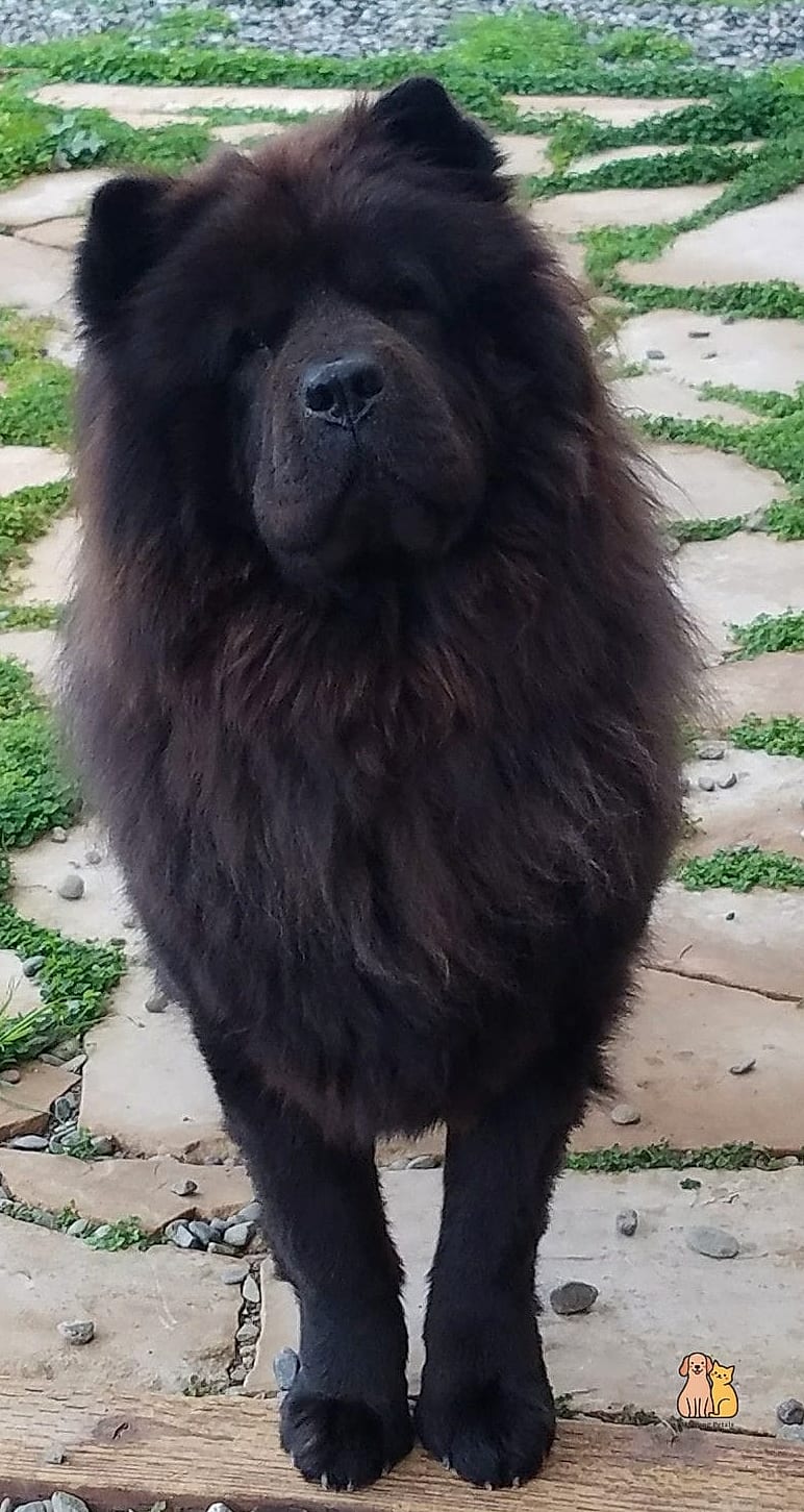 15 Gorgeous Chow Chow Puppies That Prove Pets Are the Best 3 The Tiny Black Chow Chow With a Shiny Coat