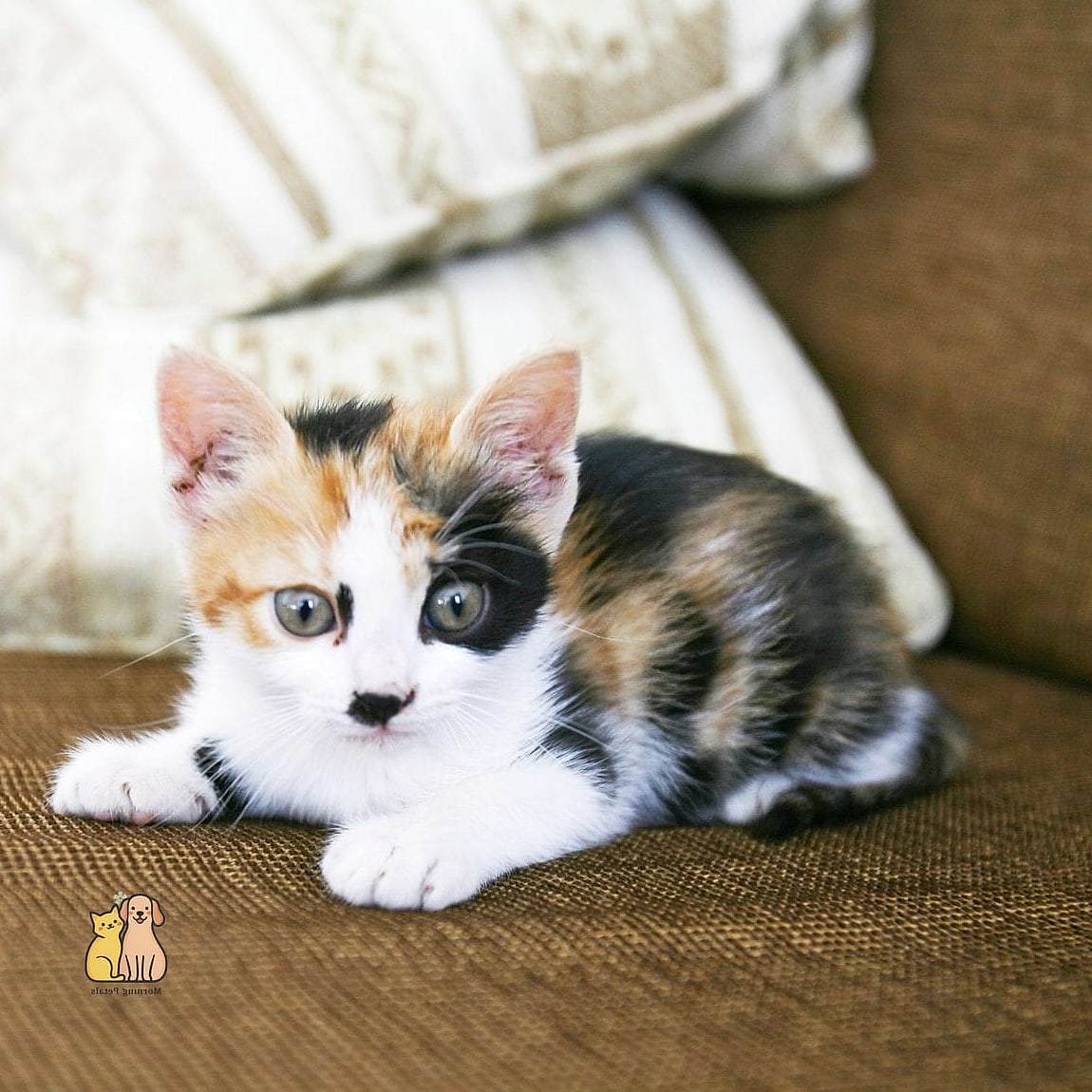 The Tiny Calico Runt With a Big Personality