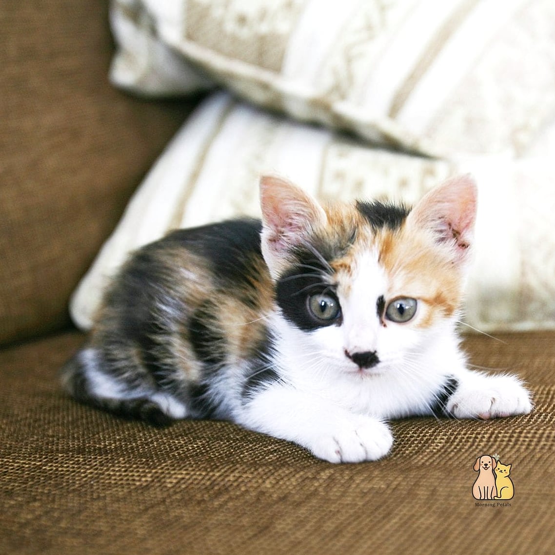 The Tiny Kitten Bundle