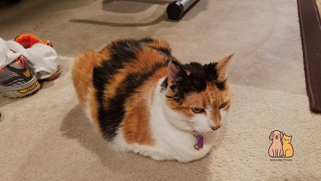 The Tiny Loaf