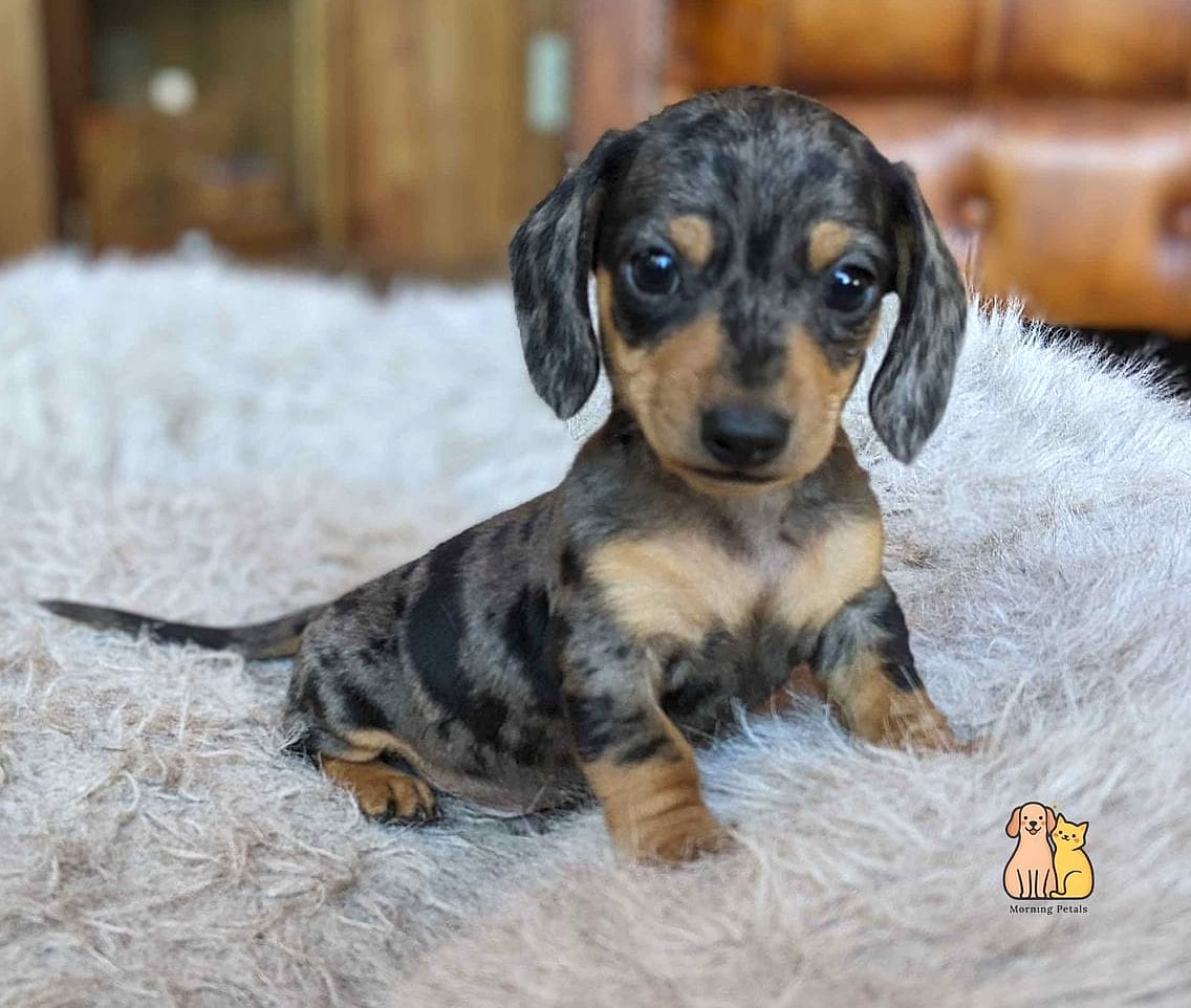 40 Adorable Wiener Dogs That Will Make Your Day 25 The Tiny Toy Collector