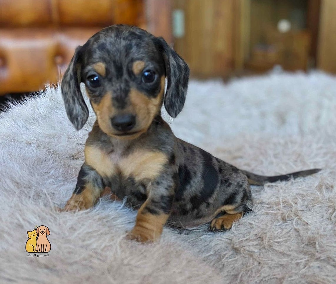 40 Adorable Wiener Dogs That Will Make Your Day 33 The Tiny Trail Walker