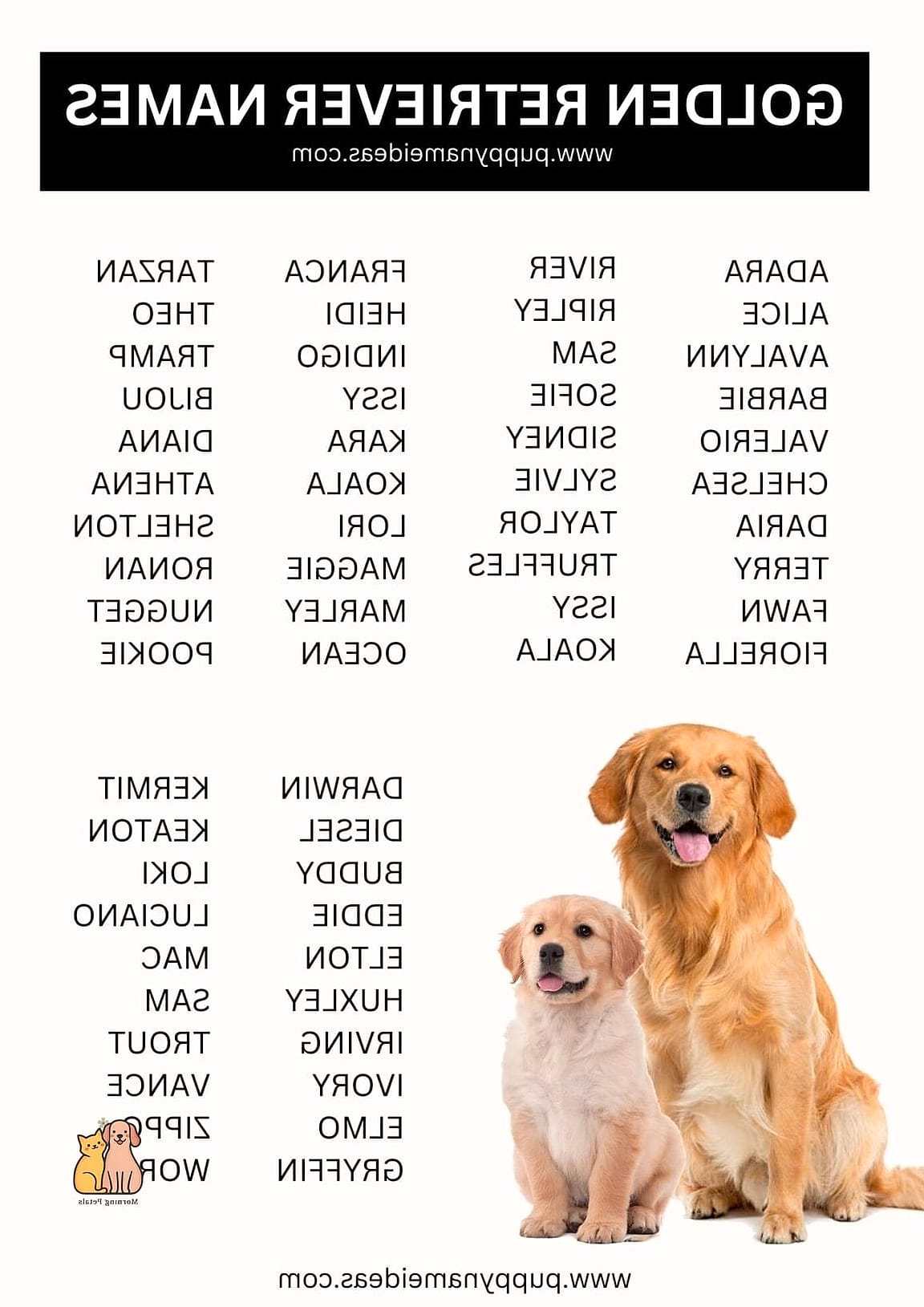 The Golden Retriever Names: Everything You Need to Know 28 Tips for Teaching Your Golden Retriever Their Name