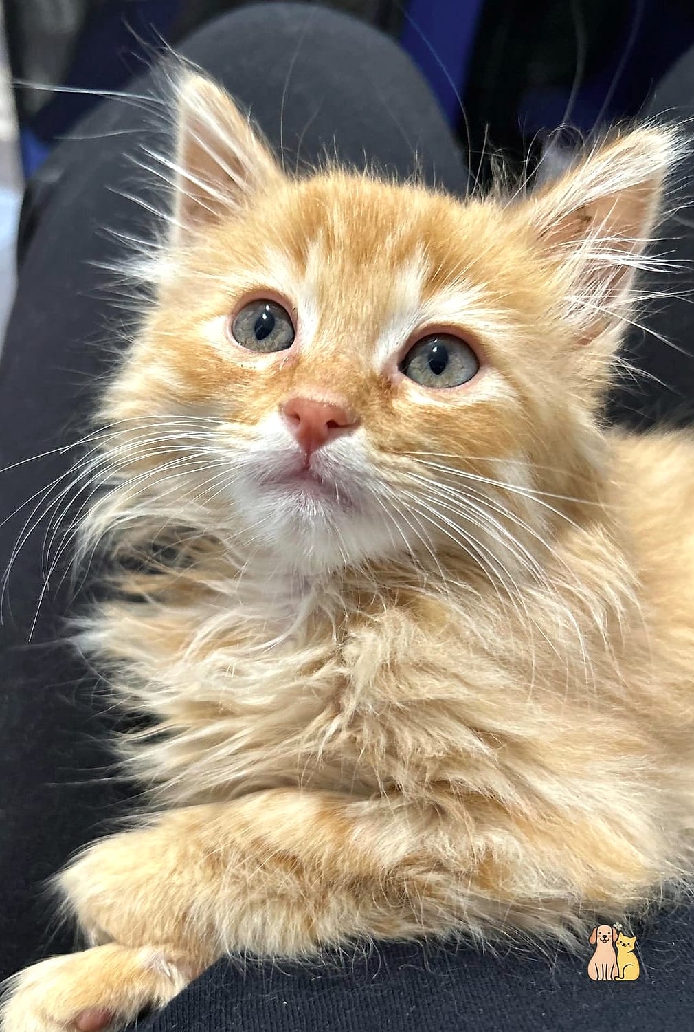 Toffee the Foster Kitten Grad