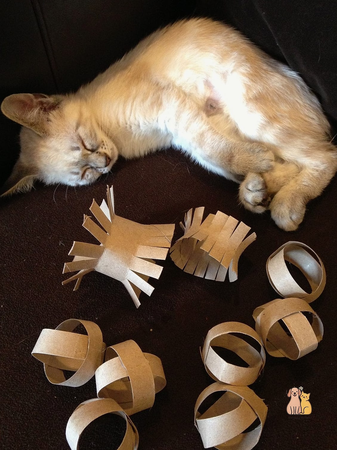 45 Easy Diy Cat Toys to Try Right Now 4 Toilet Paper Roll Puzzle Feeder