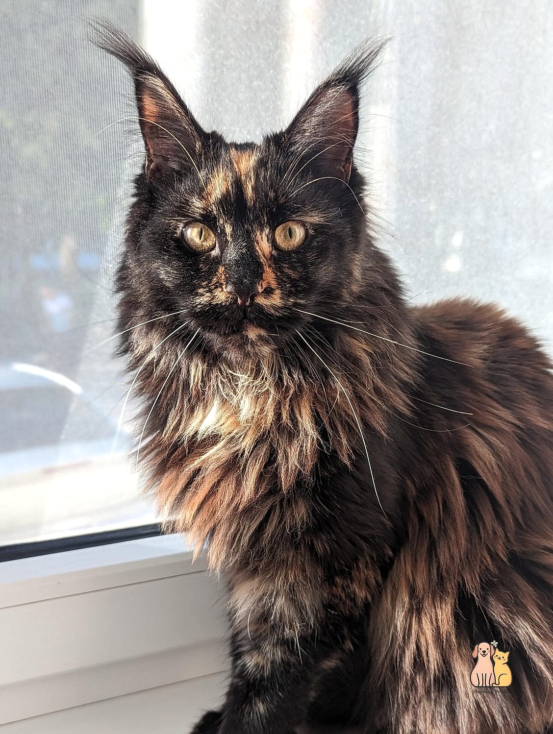 Tortoiseshell Maine Coons with Wild, Unpredictable Patterns