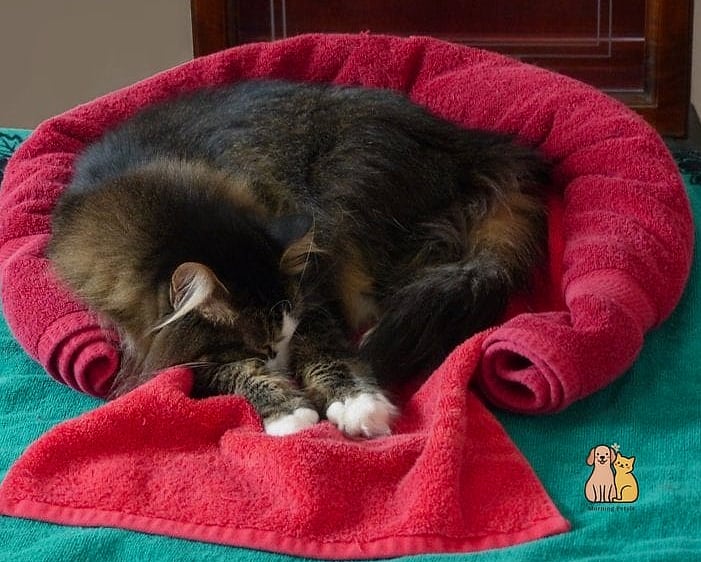The Towel Roll Bed