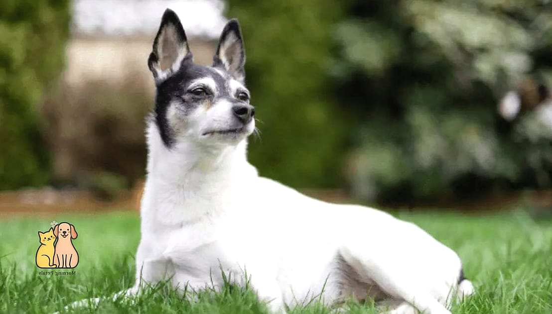 Toy Fox Terrier
