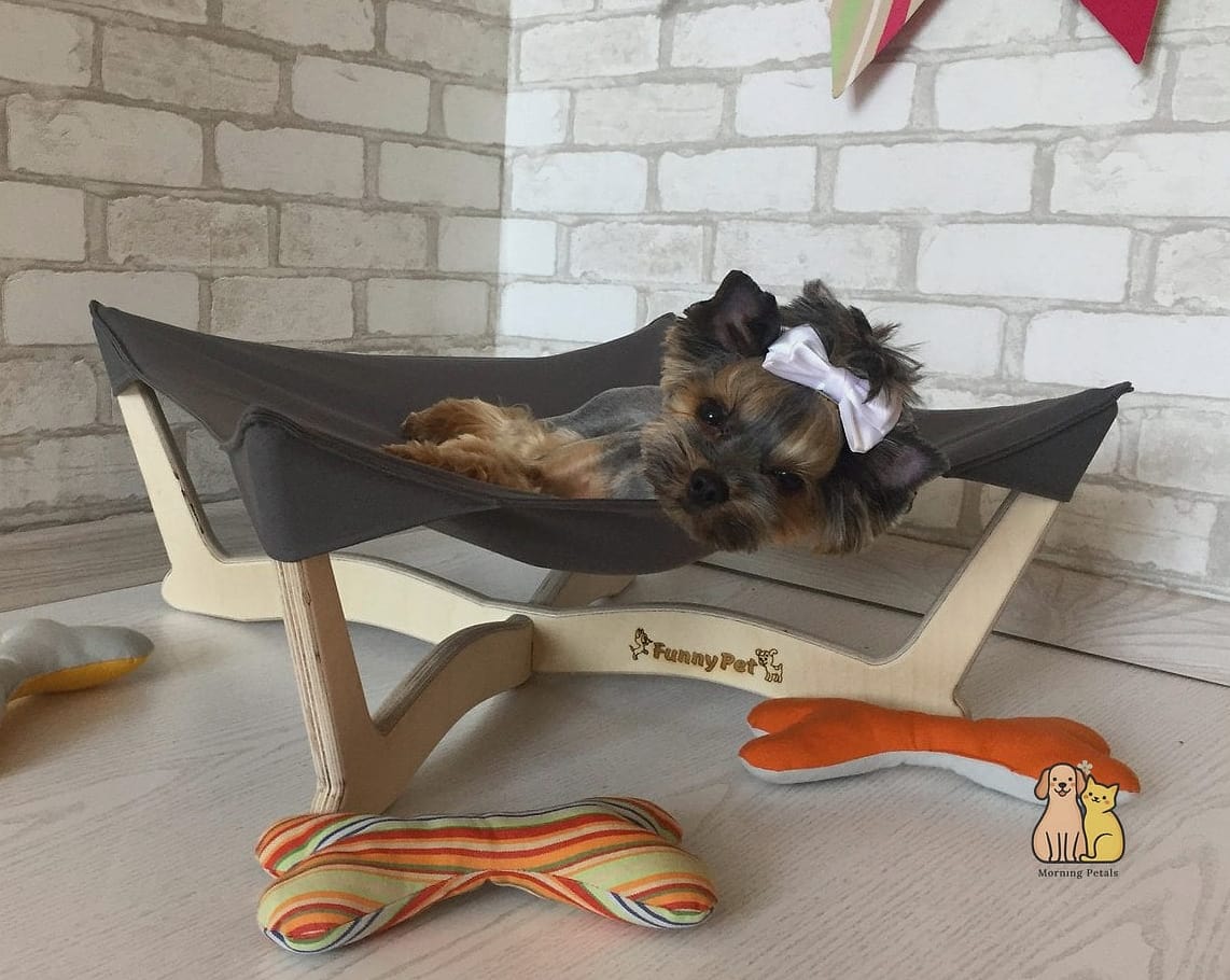 A Toy Hammock Under the Coffee Table