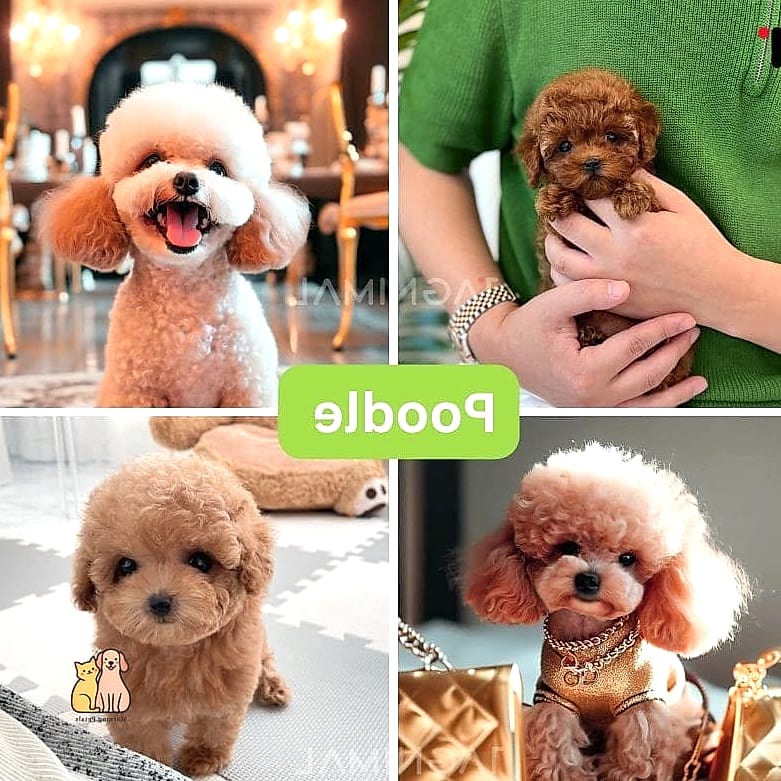 45 Cute Dogs That Dont Shed That Will Restore Your Faith in the World 40 Toy Poodle