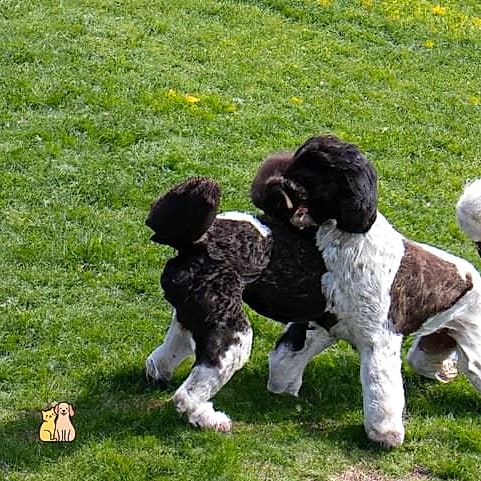 Training and Socialization