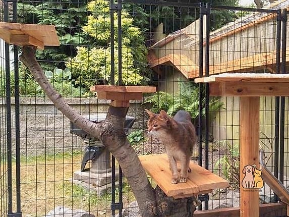 The Tree-Integrated Catio
