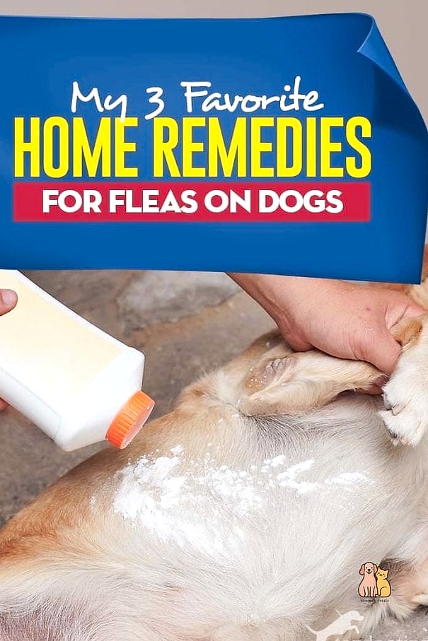 25 Amazing Flea Remedy For Dogs That Prove Pets Are the Best 12 Trying Natural Cleaning Solutions