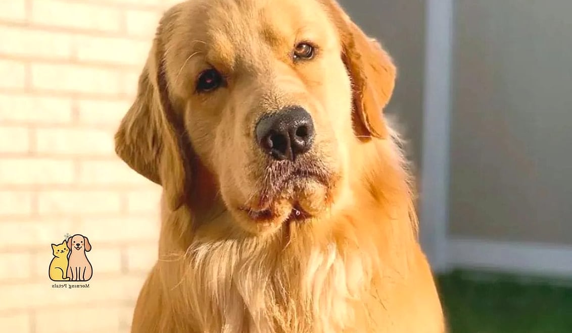 The Golden Retriever Names: Everything You Need to Know 14 Tucker