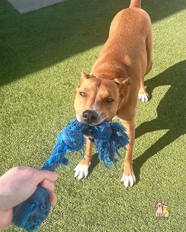 Tug-of-War with Rules