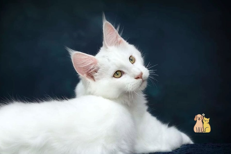 The Turkish Angora