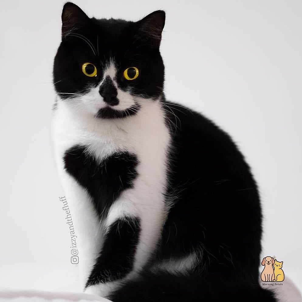 30 Incredible Fancy Tuxedo Cats That Will Make Your Day 13 The Tuxedo Cat With a Heart-Shaped Nose Spot