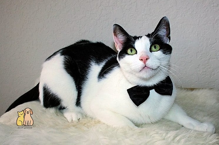30 Incredible Fancy Tuxedo Cats That Will Make Your Day 22 The Tuxedo Cat With a White Tail Tip