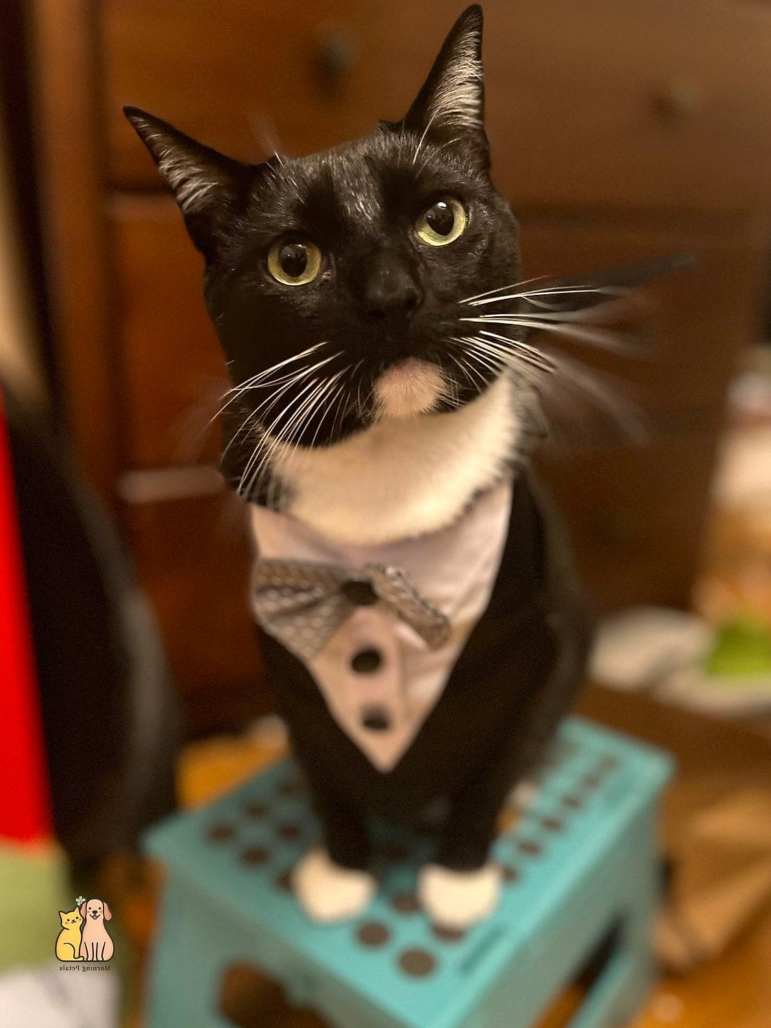 30 Incredible Fancy Tuxedo Cats That Will Make Your Day 28 The Tuxedo Cat Living the Multi-Pet Household Life