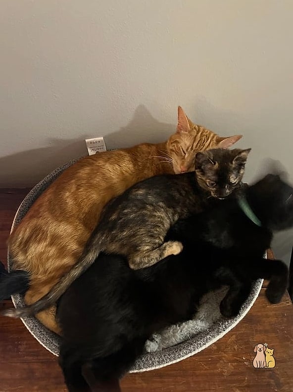 23 Heartwarming Giant Cat Shaped Beds That Will Make Your Day 12 The Two-Cat Cuddle Puddle Bed