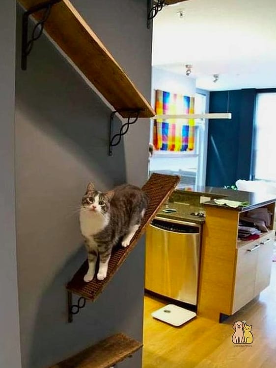 The Two-Cat Parallel Shelf