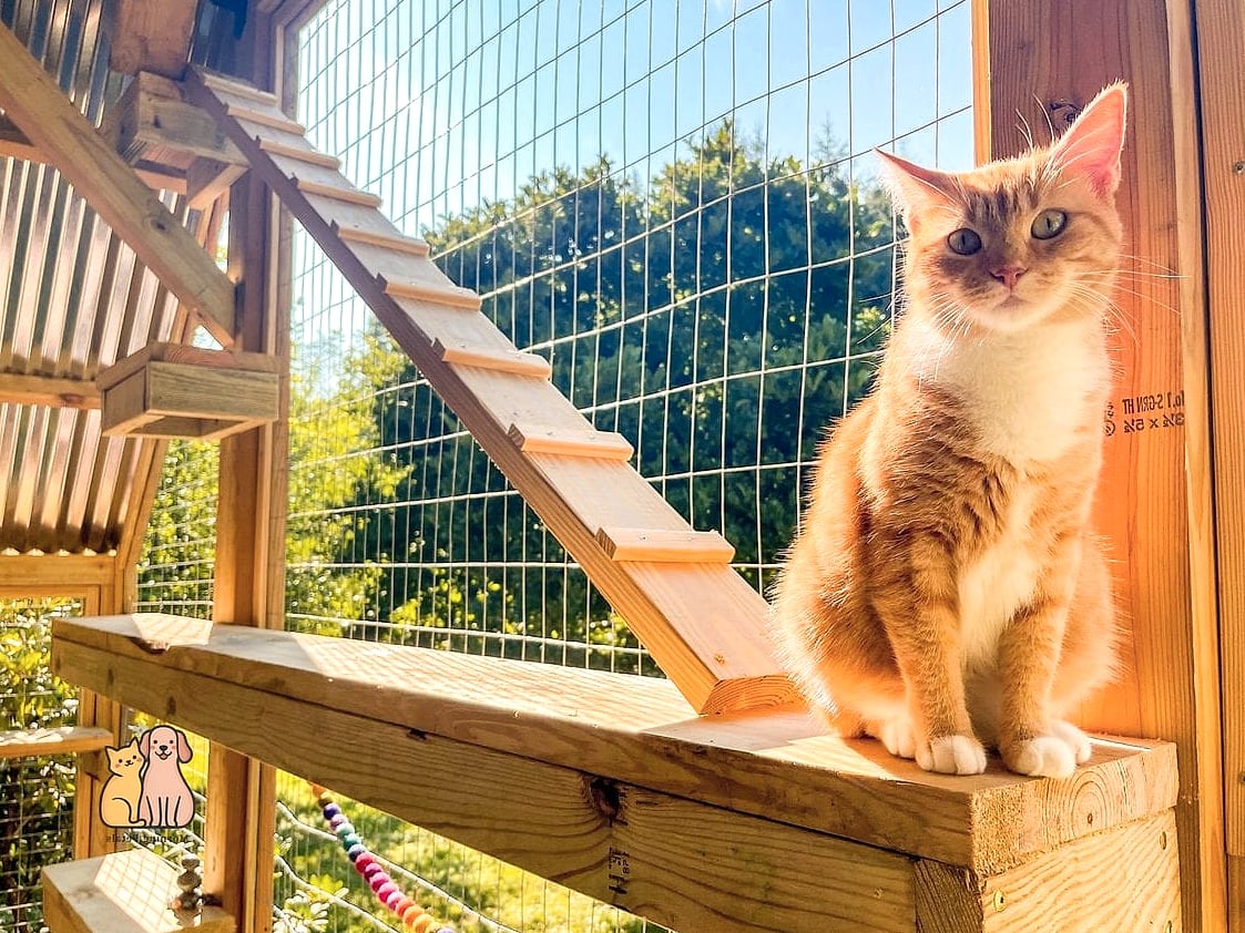The Two-Cat Divided Catio
